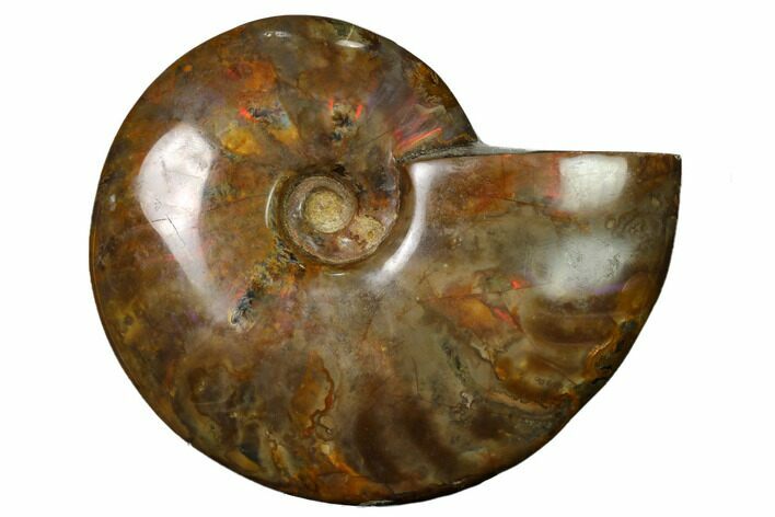 Flashy Red Iridescent Ammonite #155191